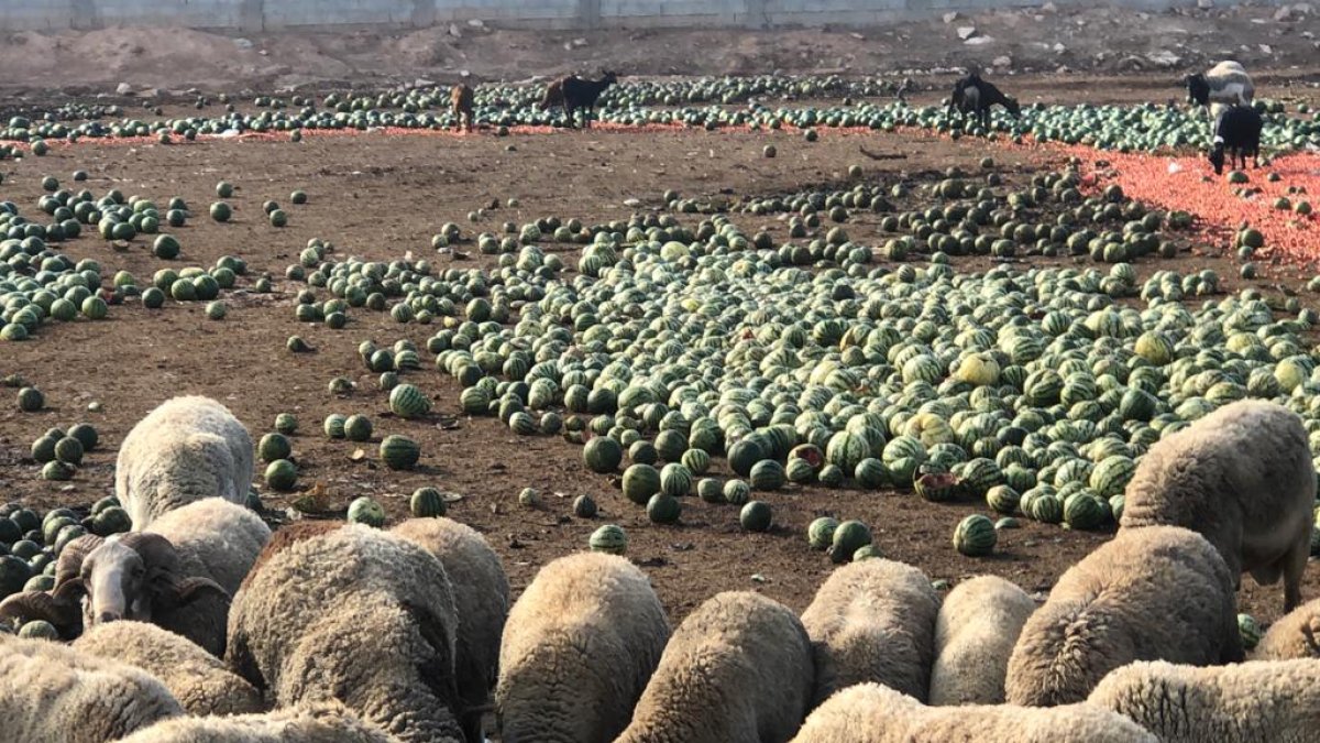 Miles de toneladas de sandía se usan como alimento del ganado por los bajos precios