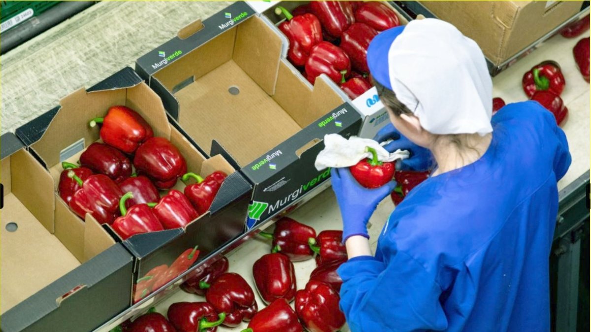 Instalaciones de Murgiverde en El Ejido.