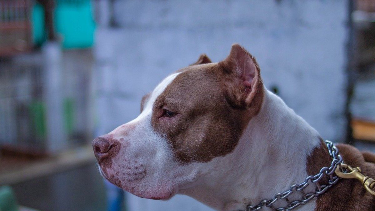 Un perro de raza pitbull ha atacado a su dueña.