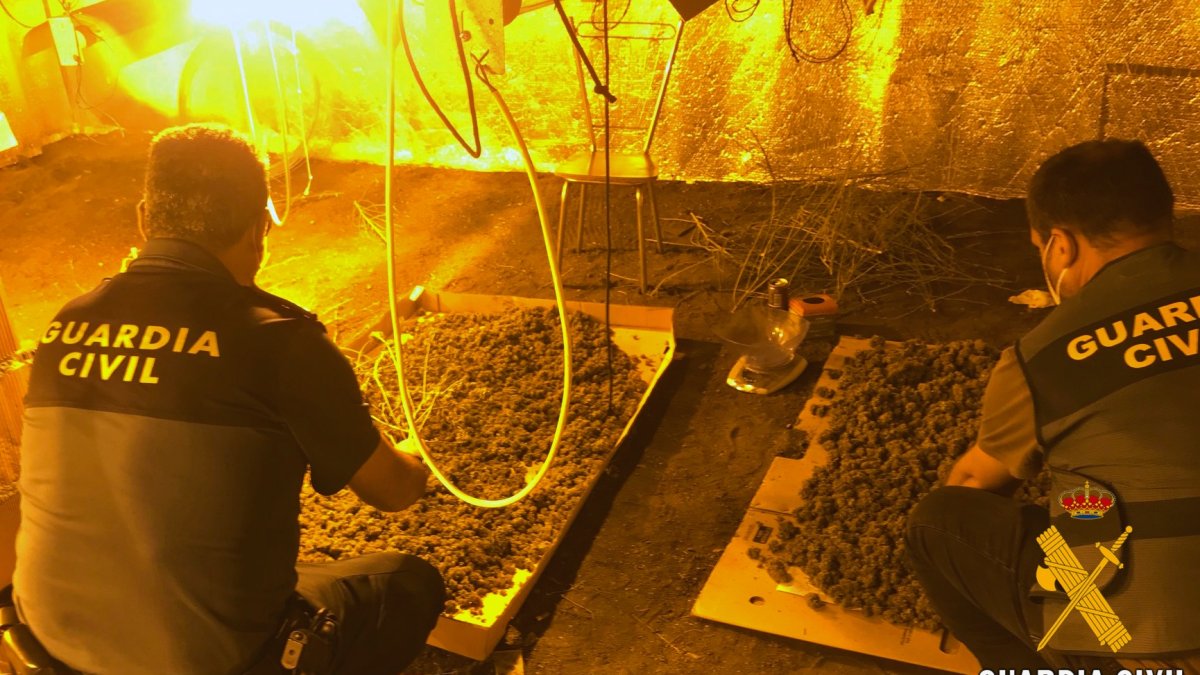 Marihuana encontrada por la Guardia Civil.