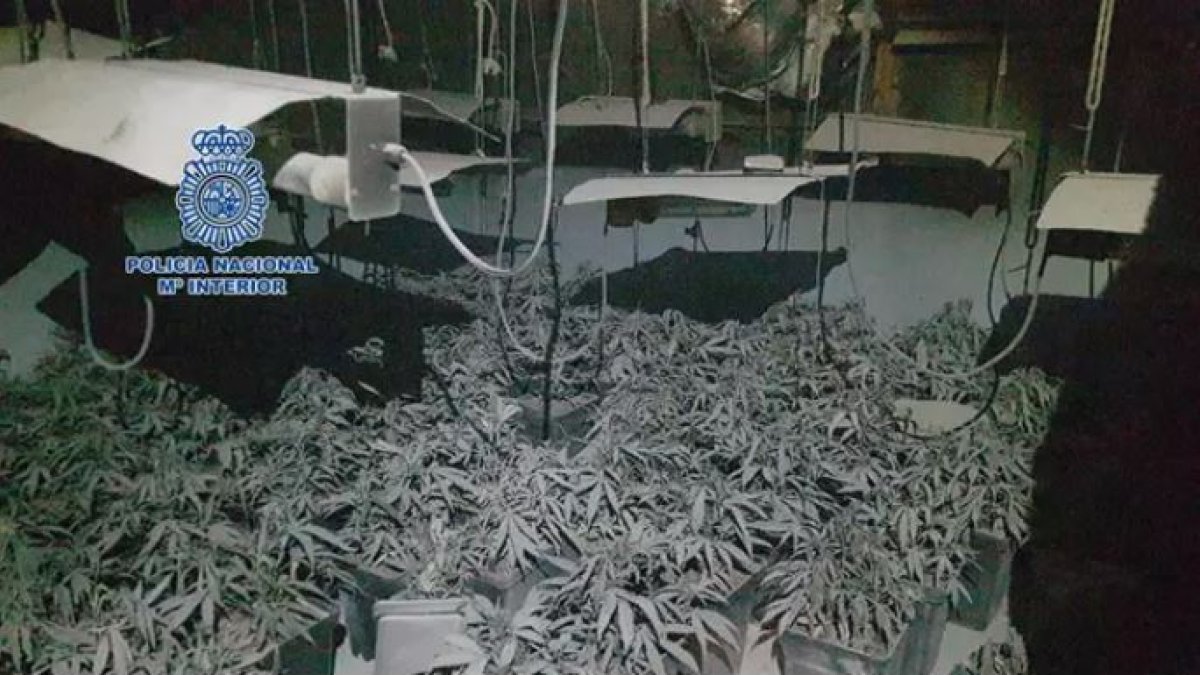 Incendio en una plantación de marihuana en Almería-