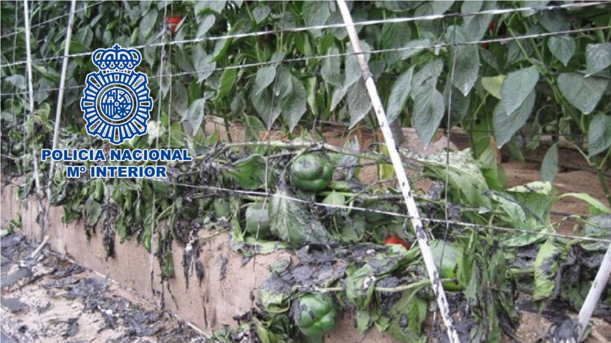 Imagen de uno de los invernaderos incendiados.