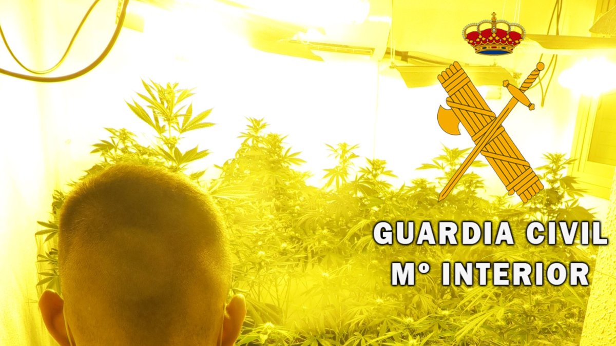 Un agente de la Guardia Civil, en una de las plantaciones.