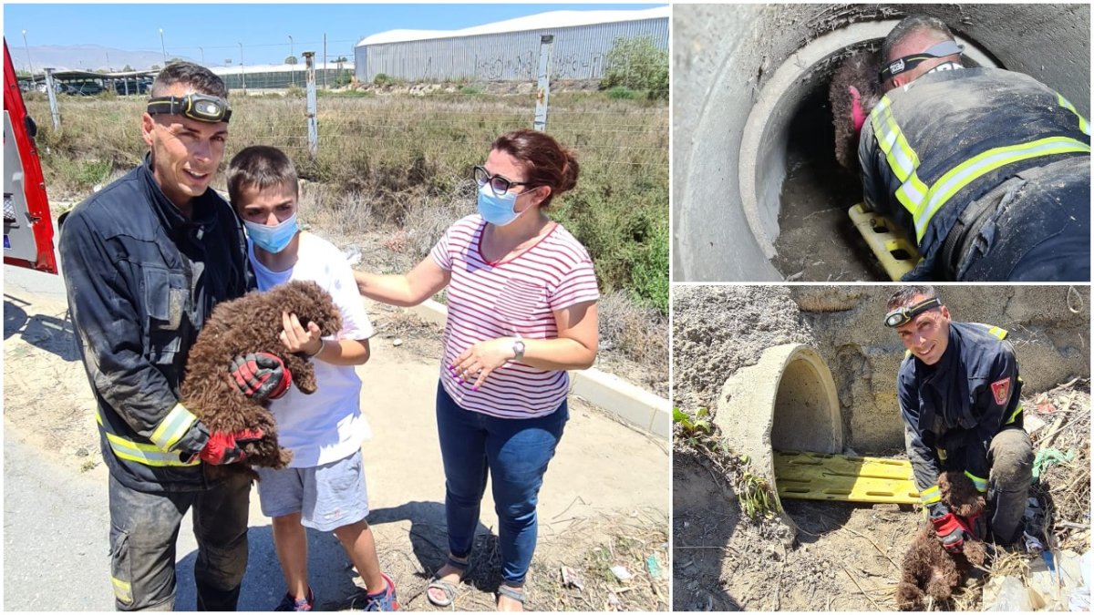 Imágenes del rescate del perro de agua.