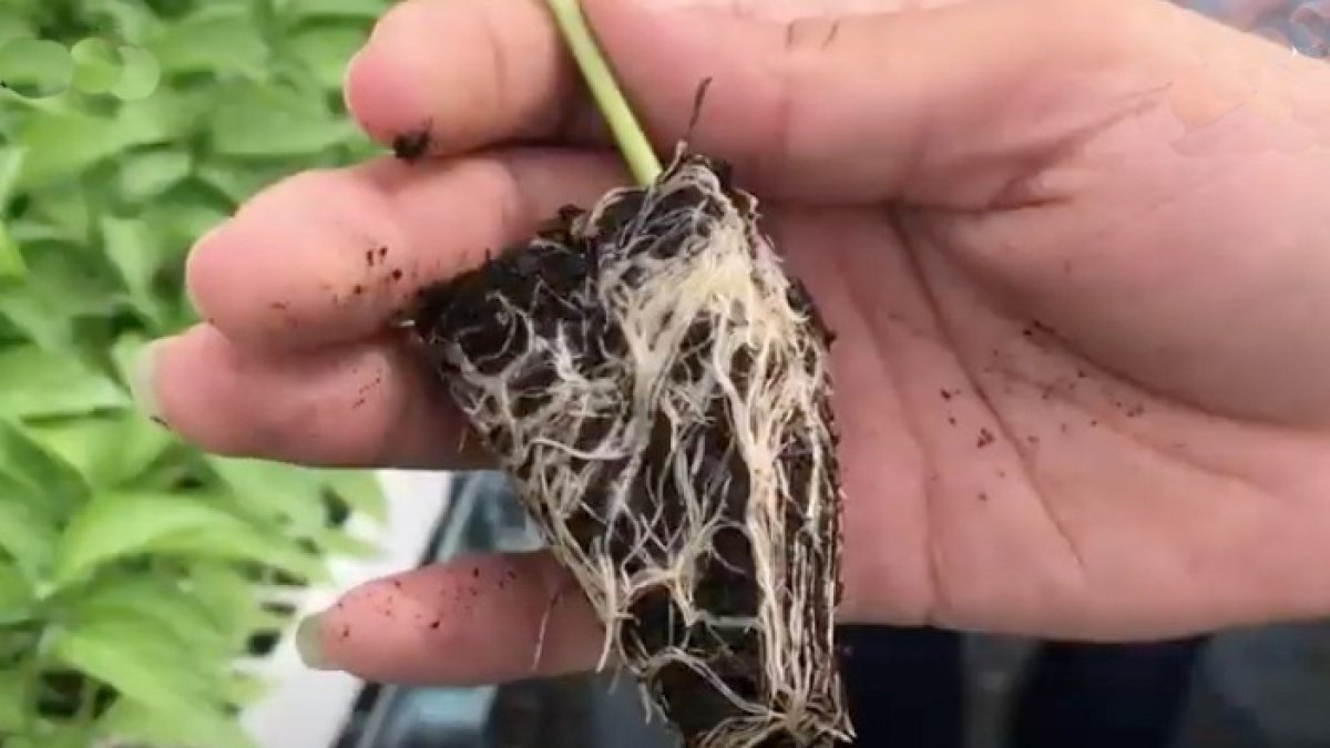 Plantación con el tratamiento NHDelta.