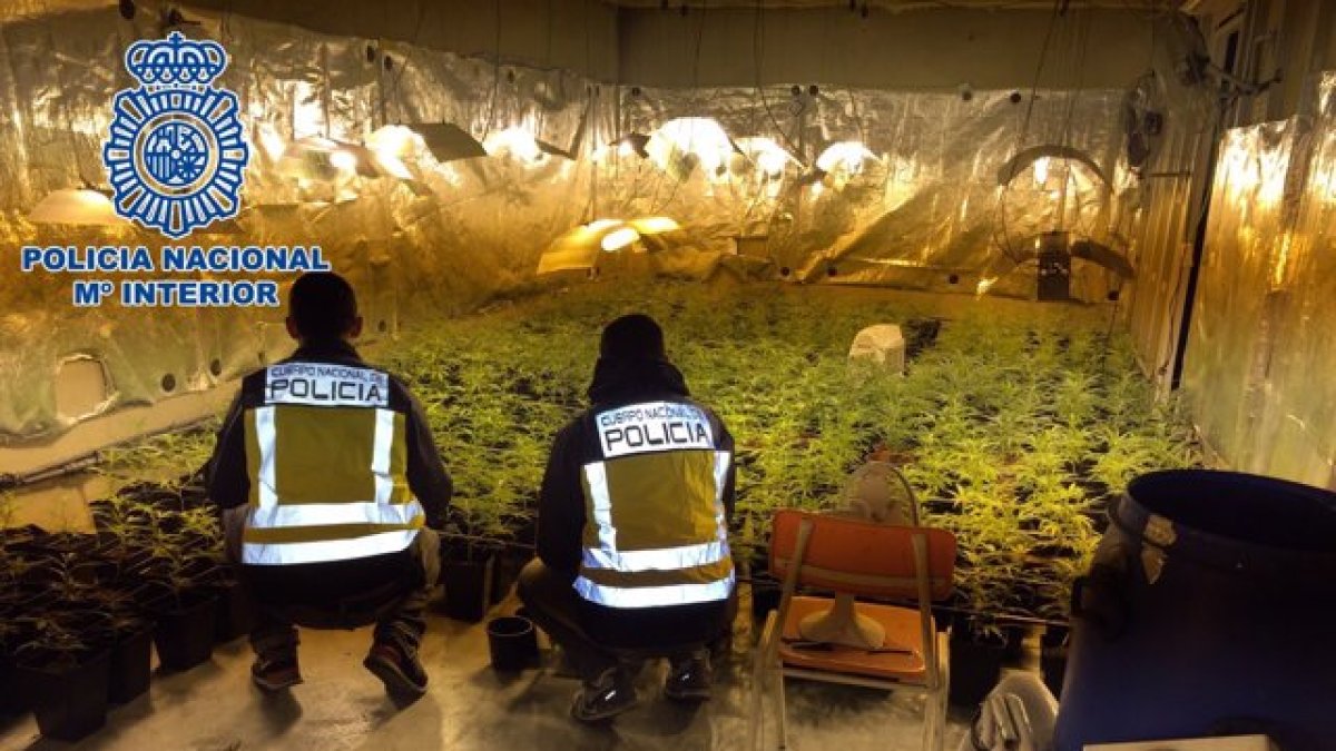 Intervención de la Policía Nacional en una plantación de marihuana.