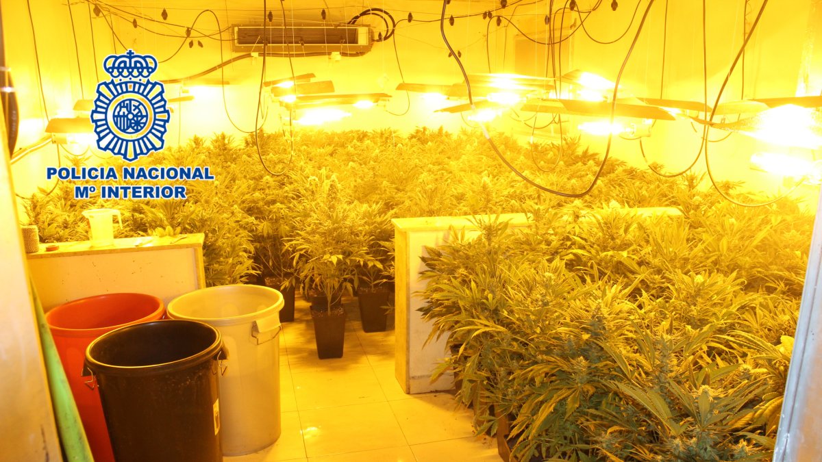 Plantas halladas en una de las viviendas.