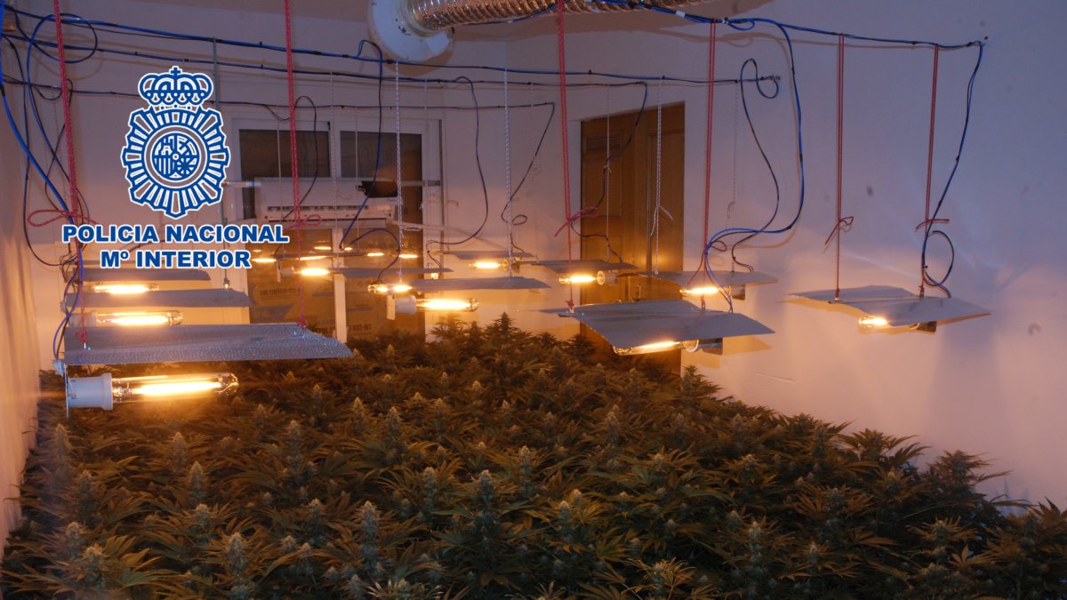 Una de las plantaciones halladas en el interior de una vivienda.