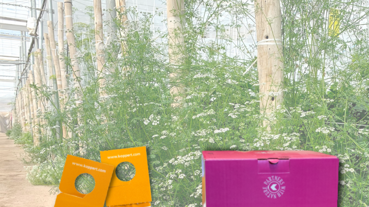 Productos de Koppert para combatir la ola de calor.