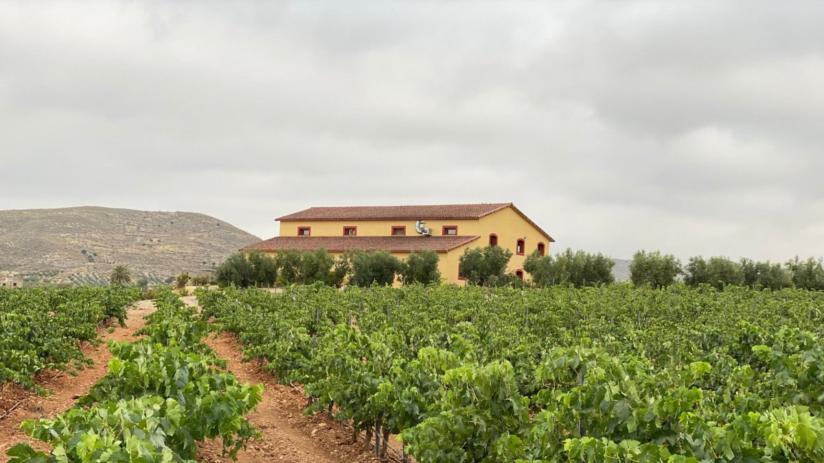 Alrededores de Bodegas Perfer.