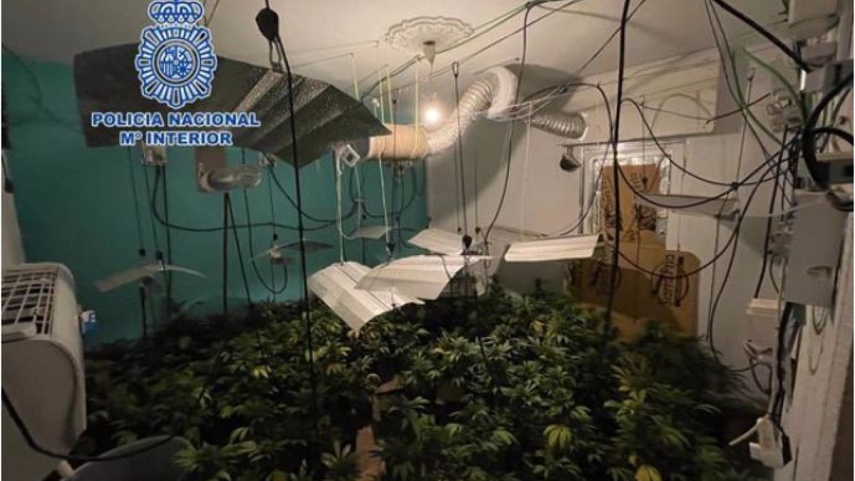 Plantación de marihuana desarticulada en la capital.