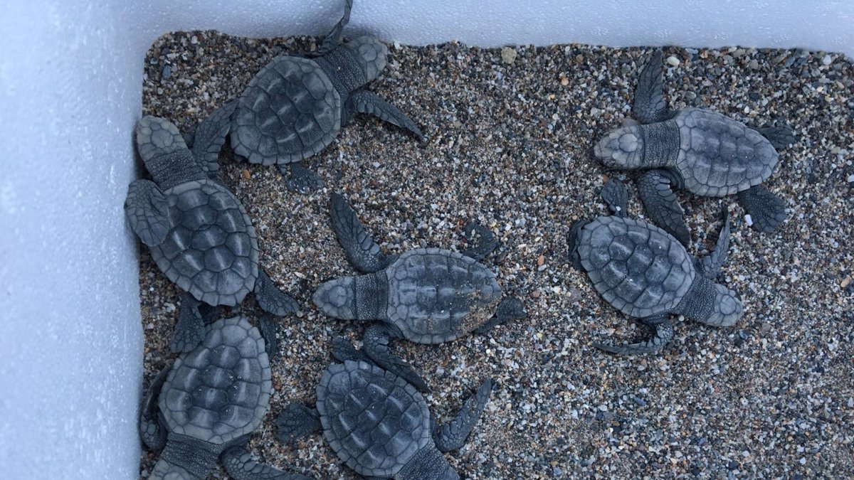 Las tortugas rescatadas en las playas de Macenas.
