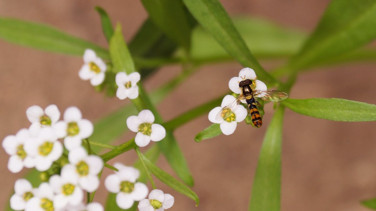 Sílfido adulto sobre planta de lobularia.