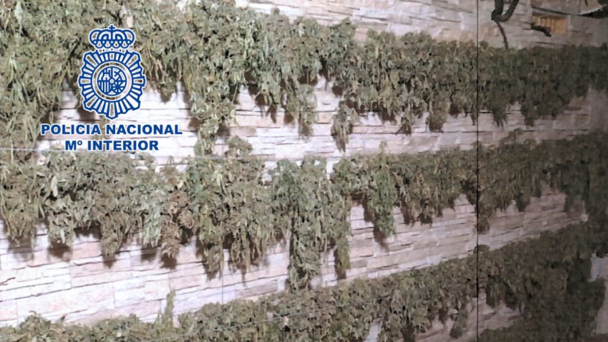 Han sido intervenidas más de 1.200 plantas.