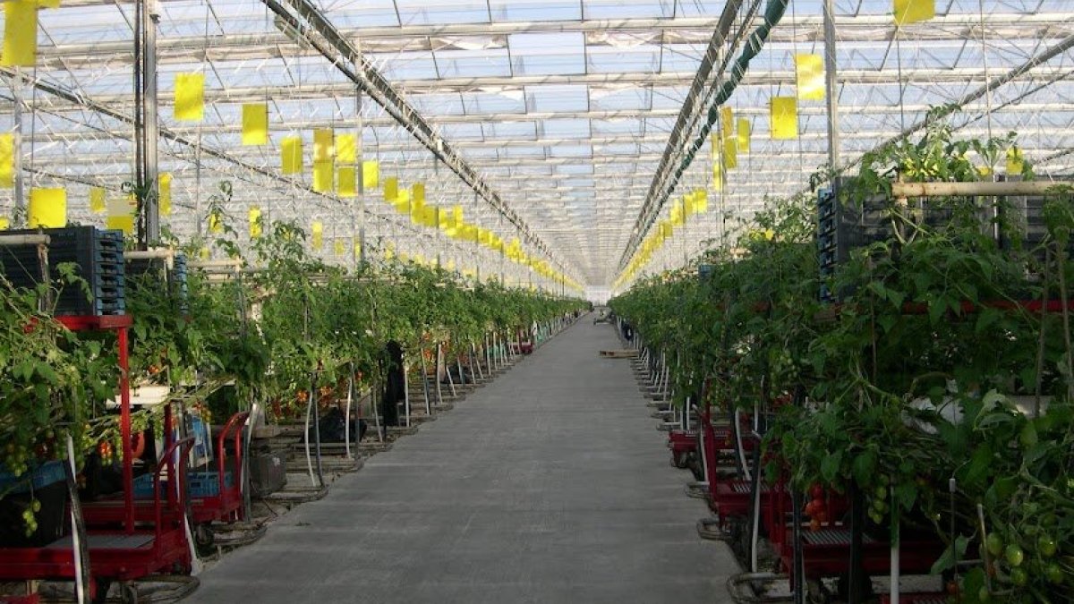 Cinco fake news sobre el cultivo en invernadero.