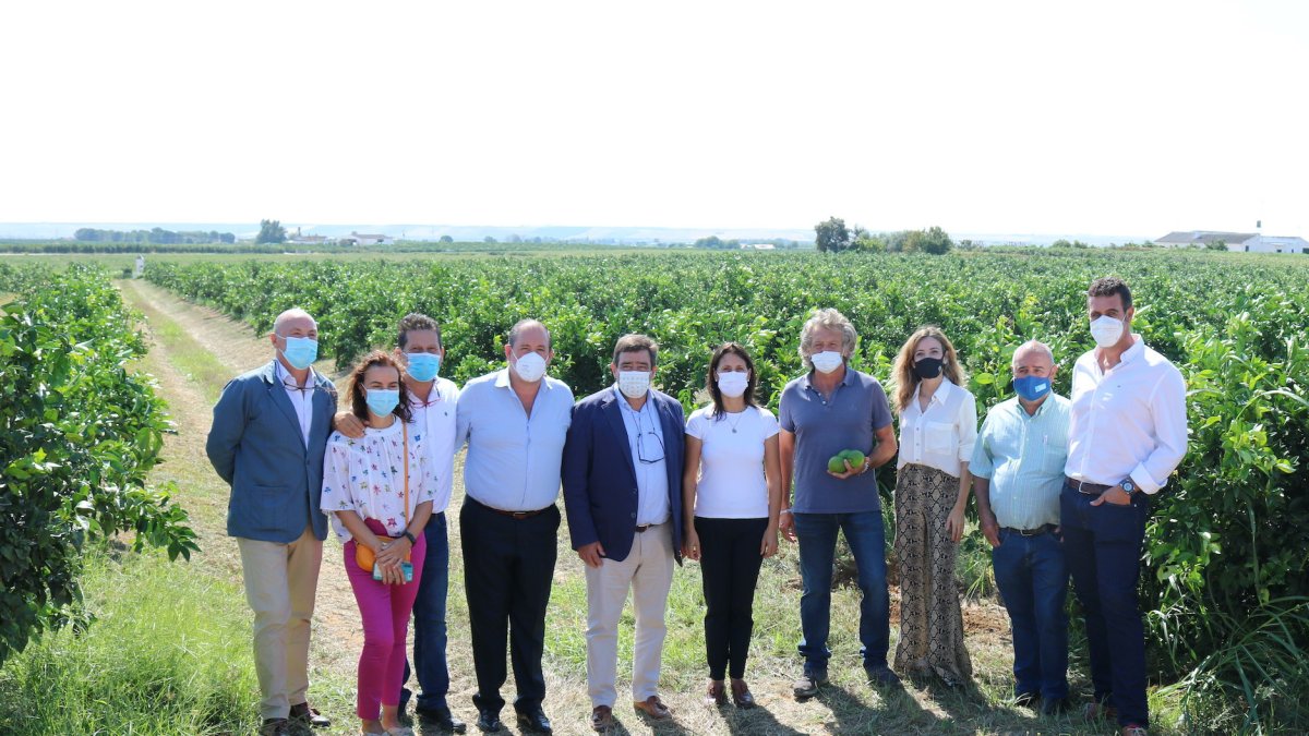 Andalucía producirá más de 2,4 millones de toneladas de cítricos esta campaña.
