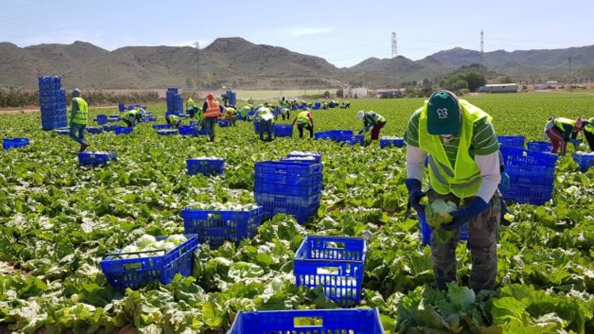 Labores de recogida de lechuga en el campo de Pulpí.