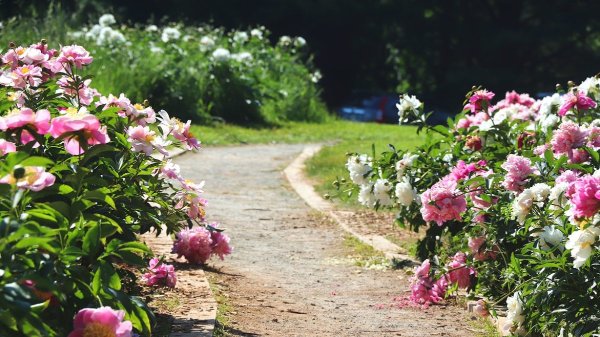 Digitalizando una tradición.
