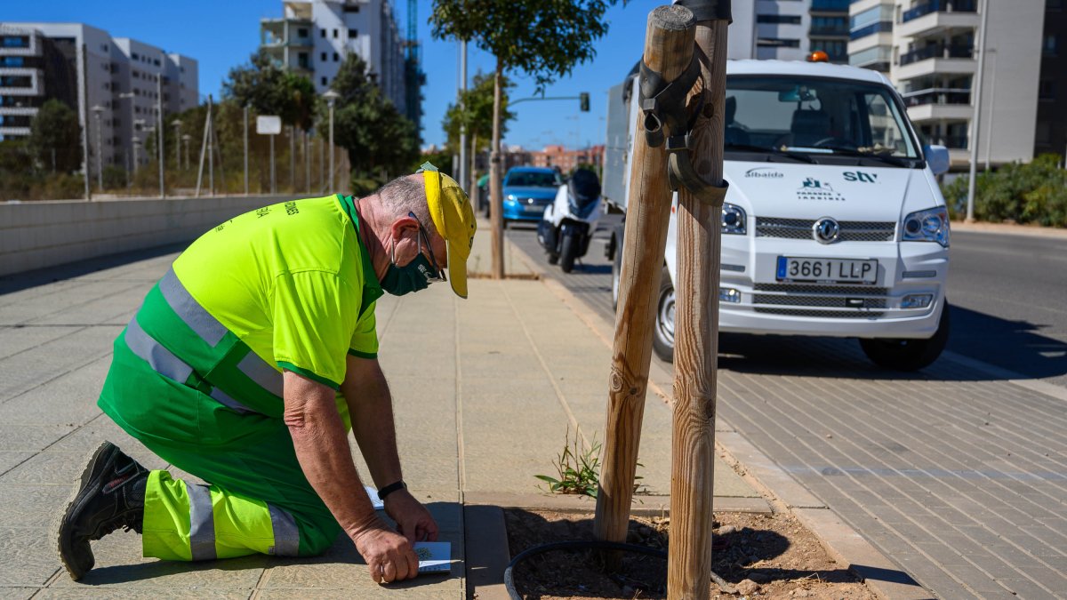 Nuevo plan de reposición de alcorques vacíos.