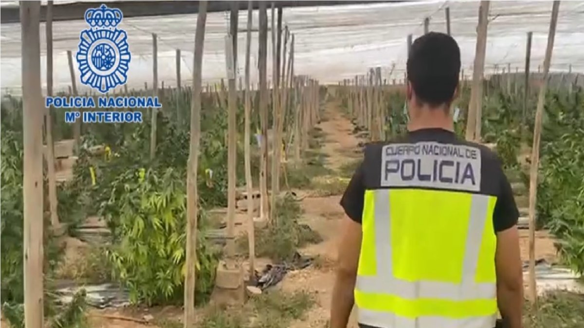 Nueva operación de la Policía Nacional contra el cultivo de marihuana.