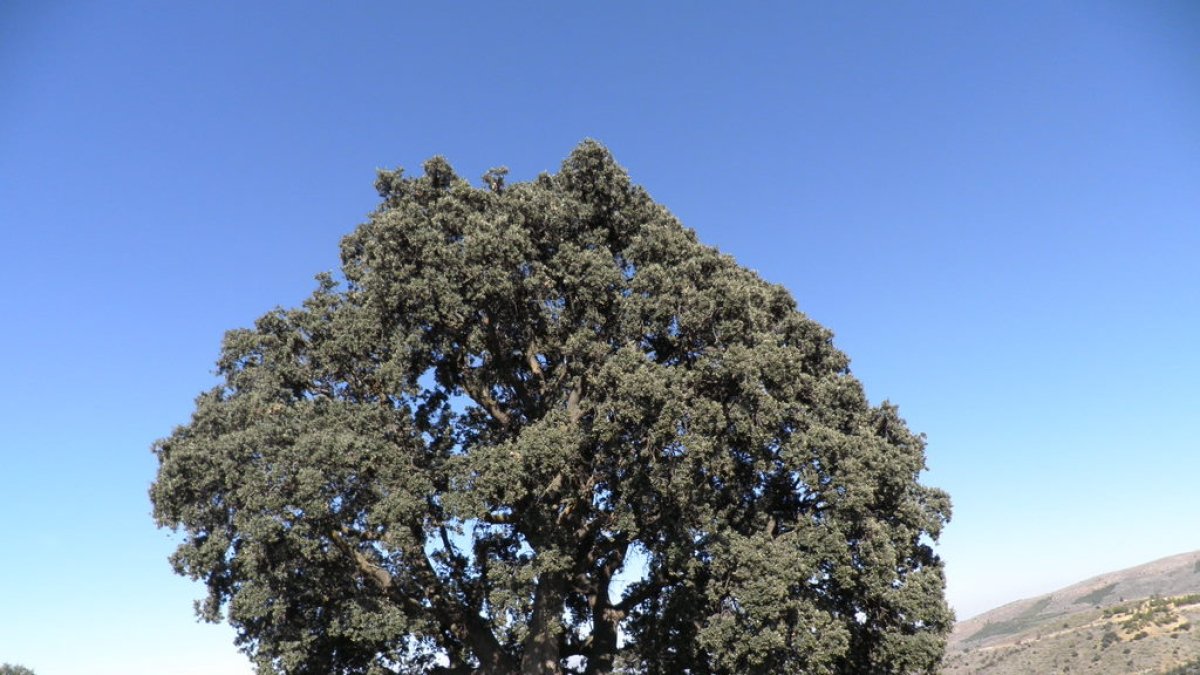 La encina milenaria es conocida como \'La Peana\' por la anchura de la base de su tronco.