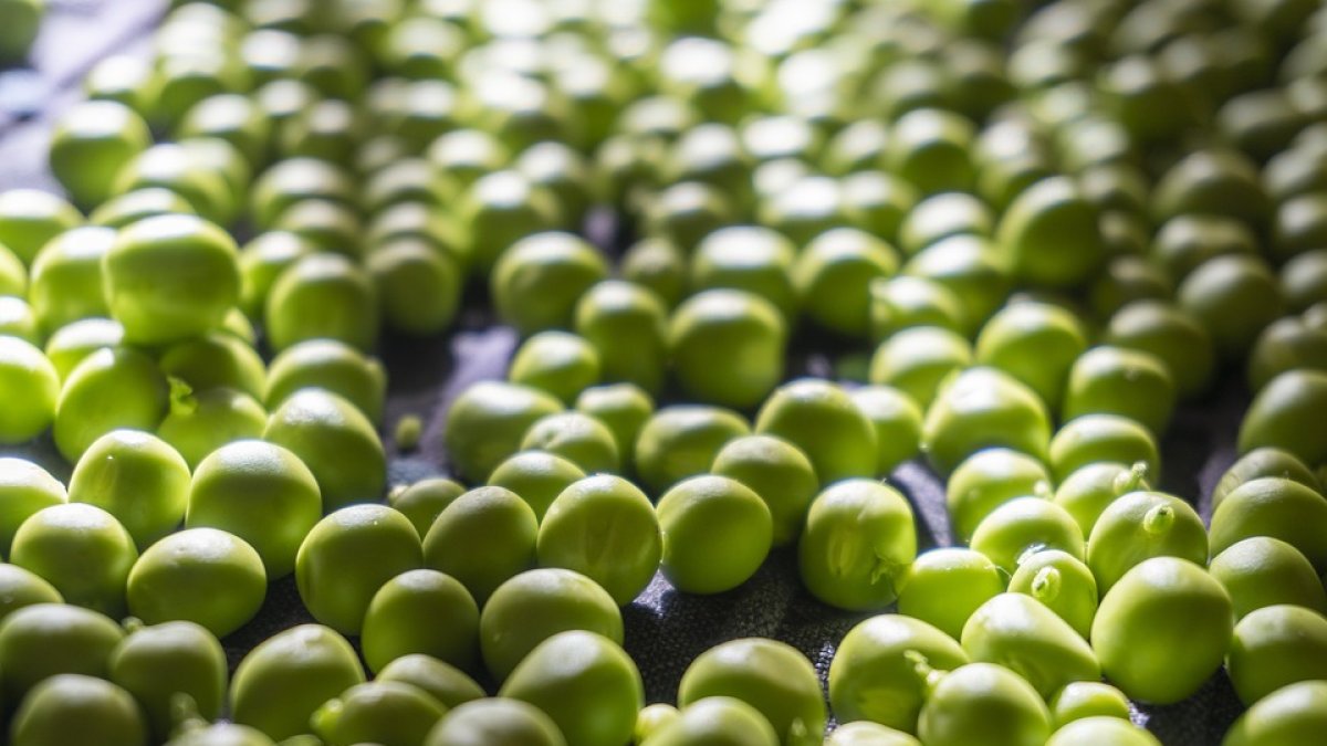 Guisantes para la comida de este mediodía.