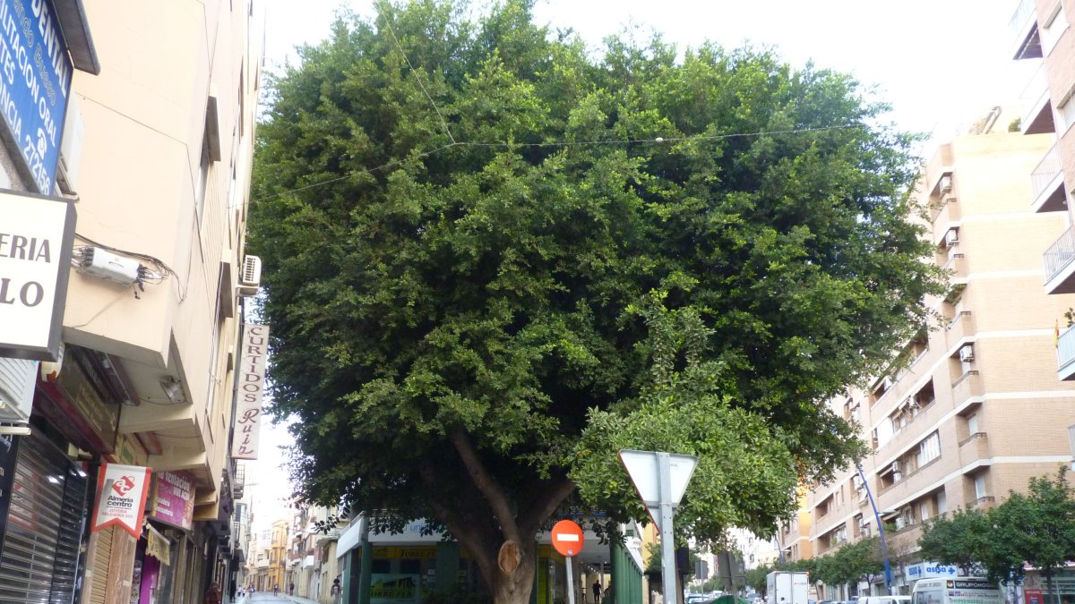 Calle Magistral Domínguez de Almería.
