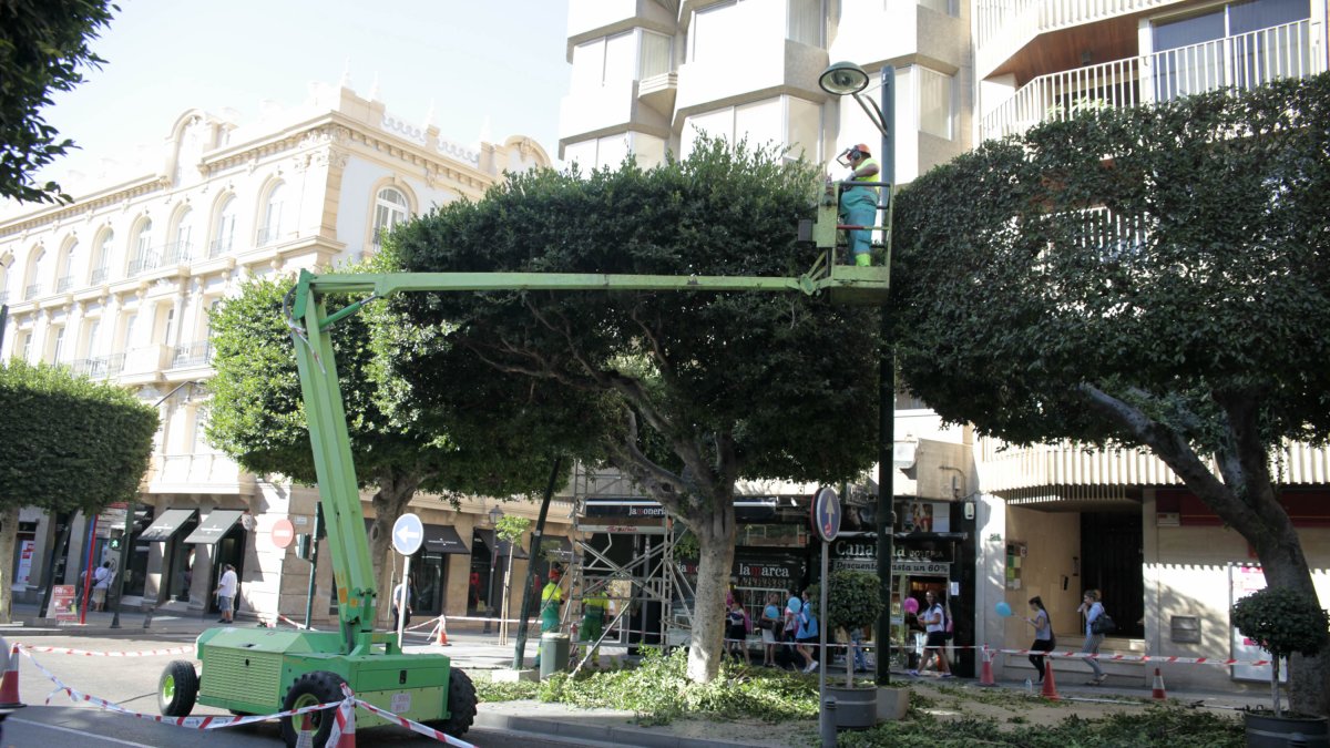 Imagen de archivo de poda de árboles en el Paseo.