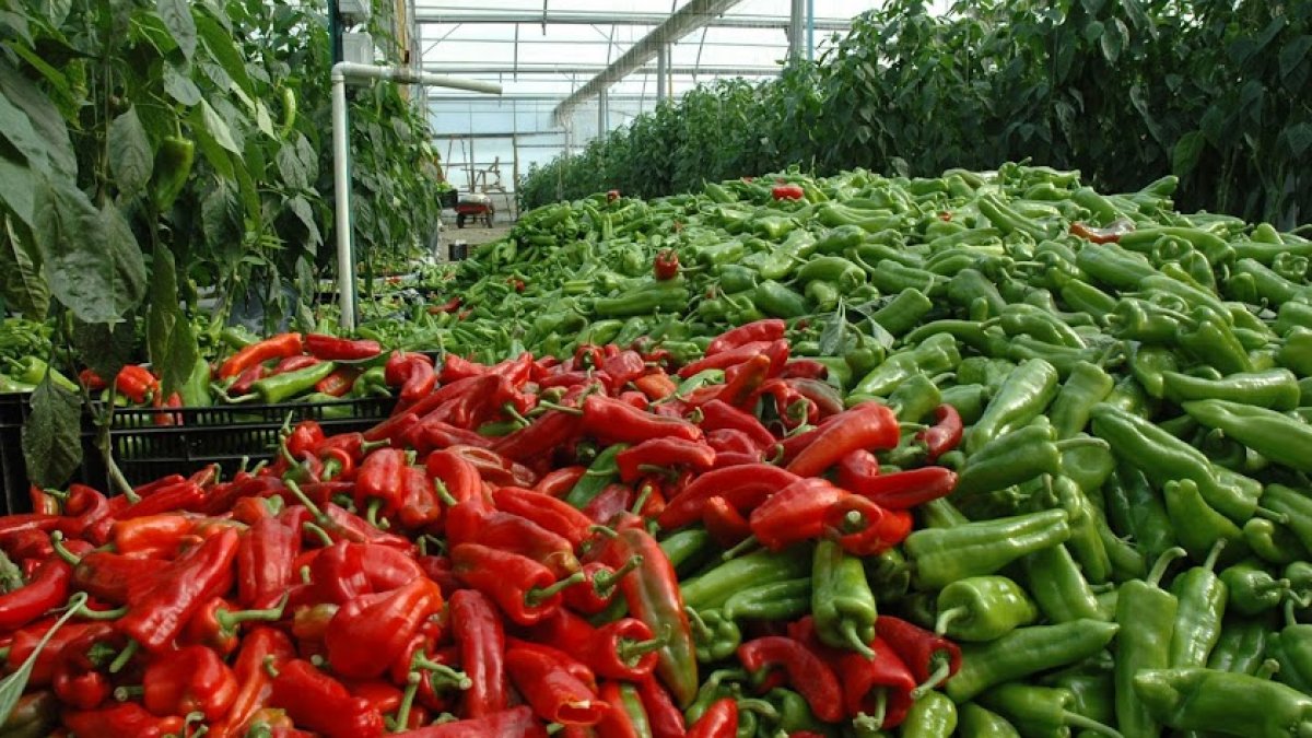 La crisis de suministros cae sobre el modelo agrícola.