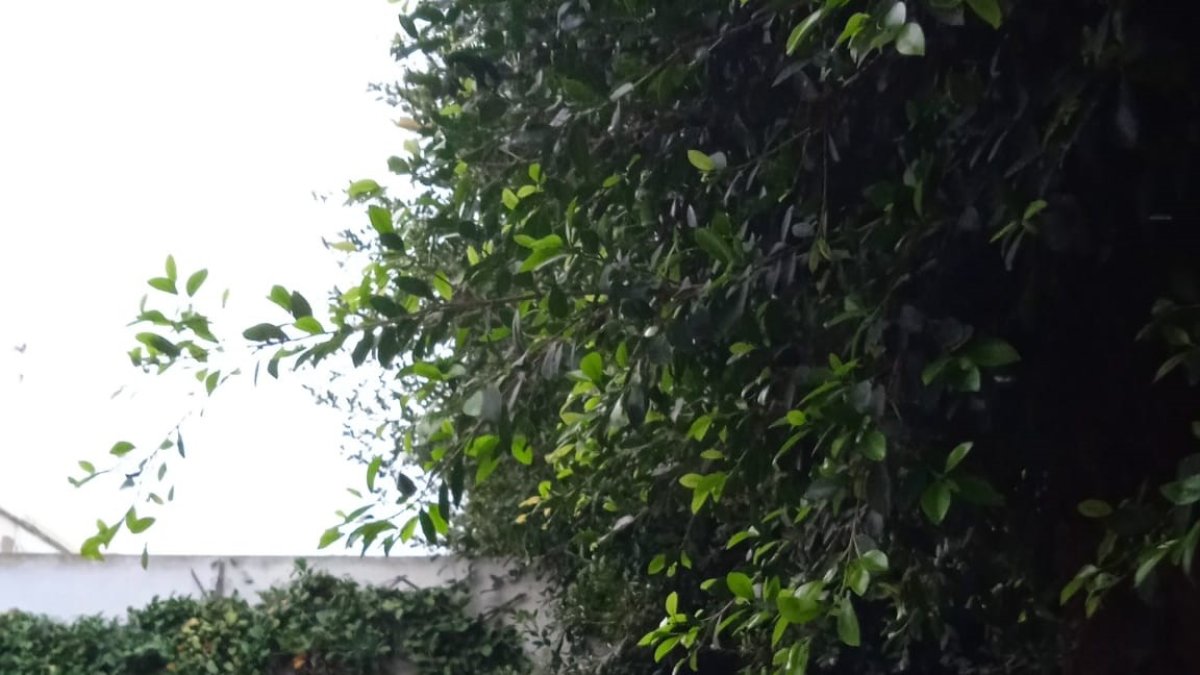 Imagen captada por una vecina de la calle América.