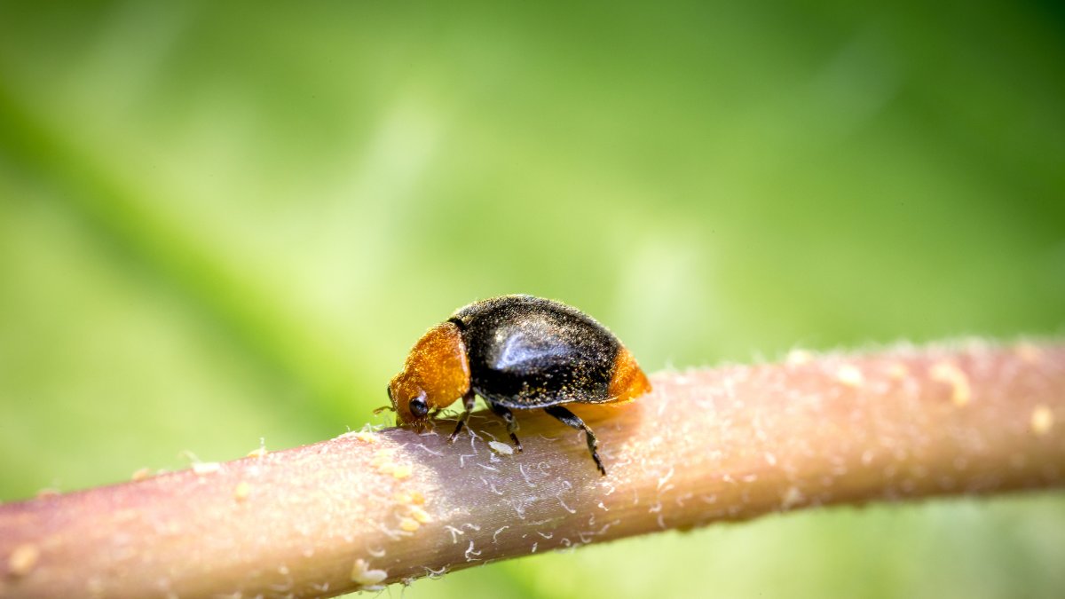 Cryptolaemus montrouzieri (Cryptobug), muy utilizado en el control biológico del cotonet.