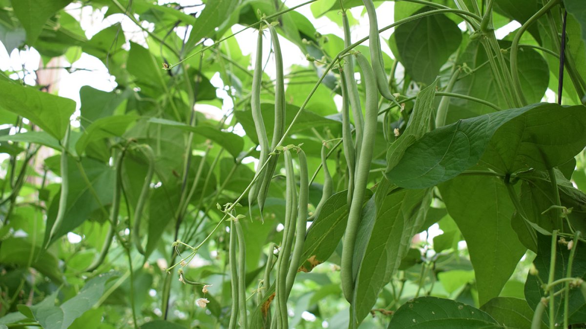 Proteínas alimentarias de alta calidad a partir de cultivos de leguminosas.