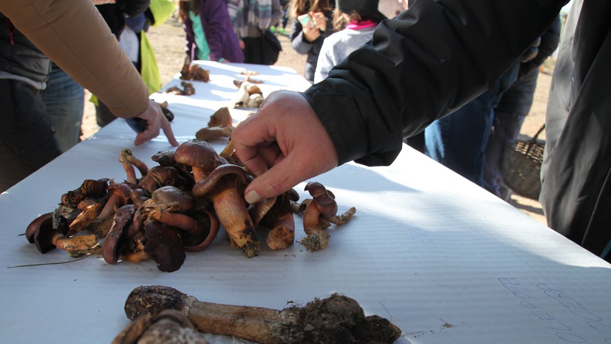 Exposición de setas recolectadas en ediciones anteriores
