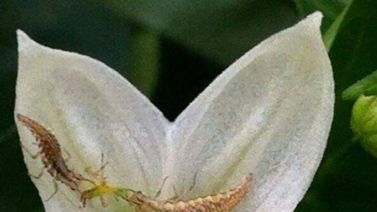 ENTONOVA surgió en el 2010 con una pequeña producción de Orius laevigatus.