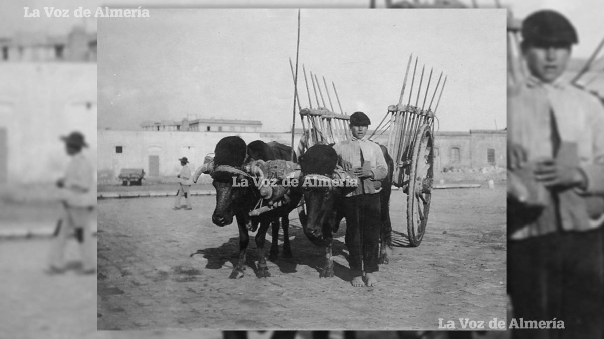 Un arriero llegando a Almería con su carro de bueyes a comienzos del siglo pasado. Iba descalzo, un signo de la pobreza de aquellos tiempos.