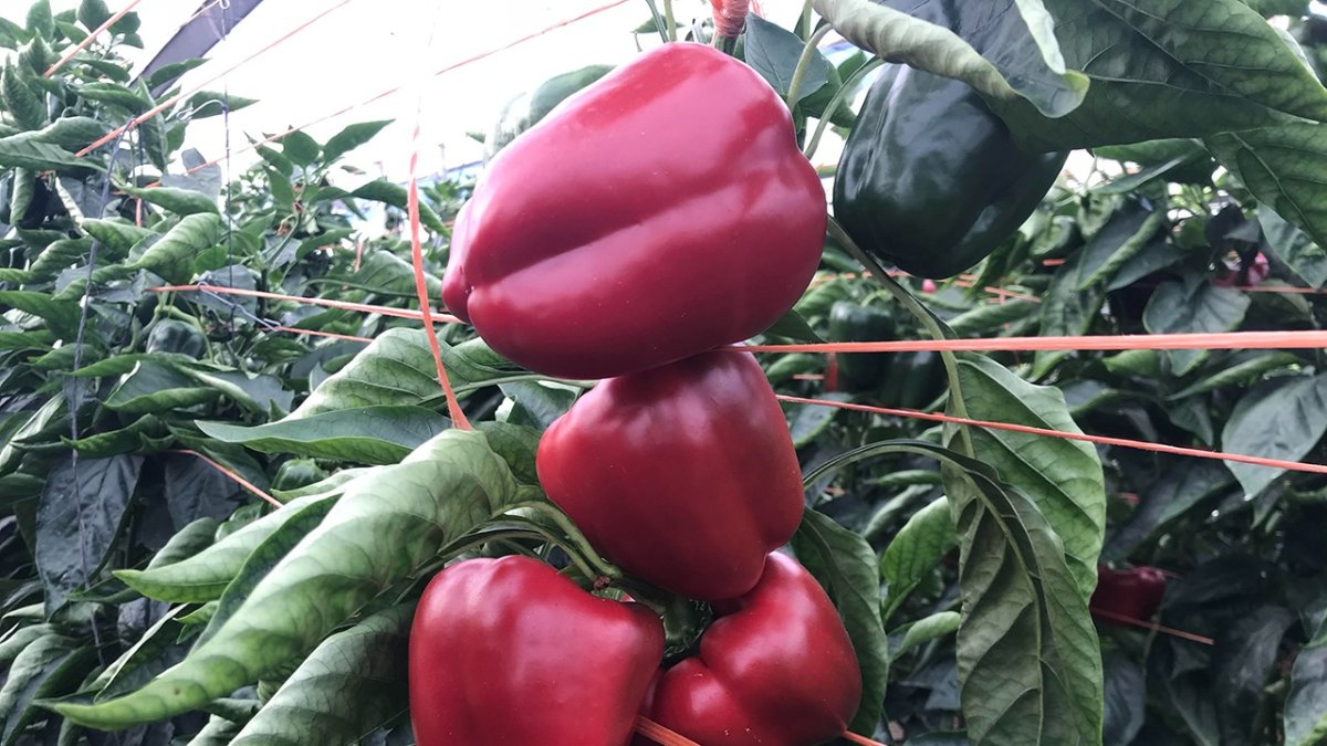 Cómo mejorar la coloración y maduración en pimiento y otras frutas y hortalizas durante los meses de invierno.