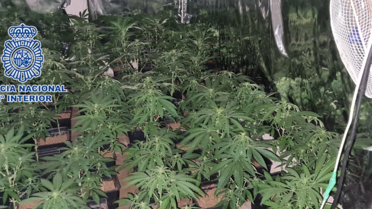 Cultivaba droga en un cortijo abandonado.