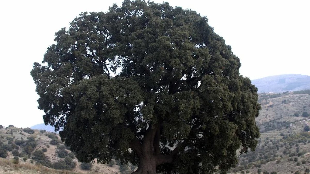 La Peana, la encina milenaria de la sierra de Los Filabres