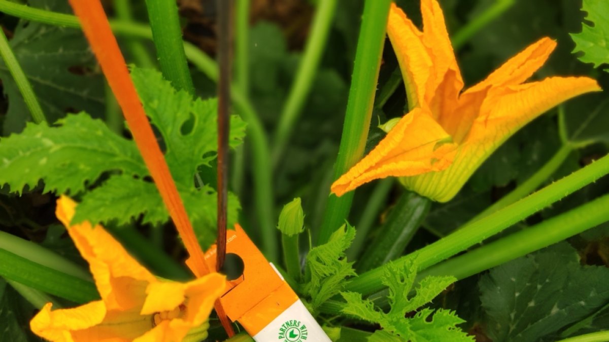 Sobre de Swirski UltiMite® en un invernadero de calabacín.