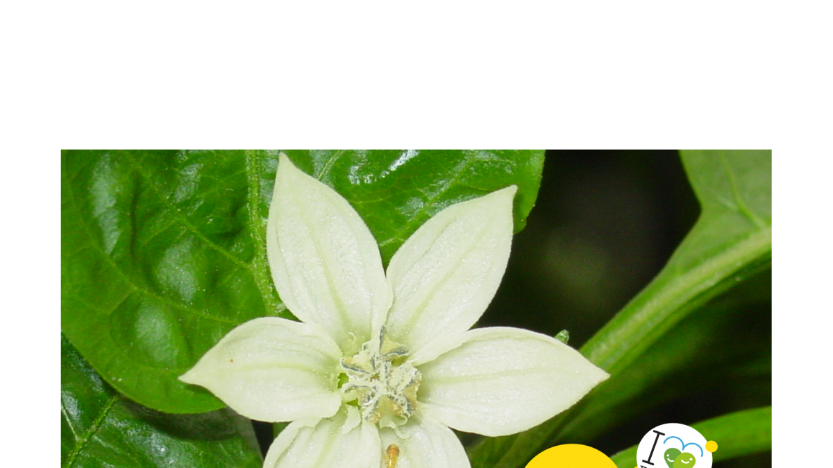 “Cultiva con bichos”, llamada de HORTYFRUTA a usar el control biológico en invierno.