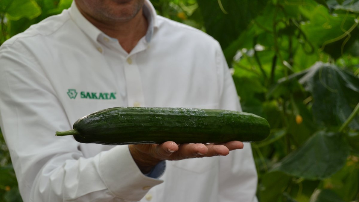 El secreto de “la pequeña gran revolución’ de Izal”, el primer pepino holandés de Sakata para Almería.