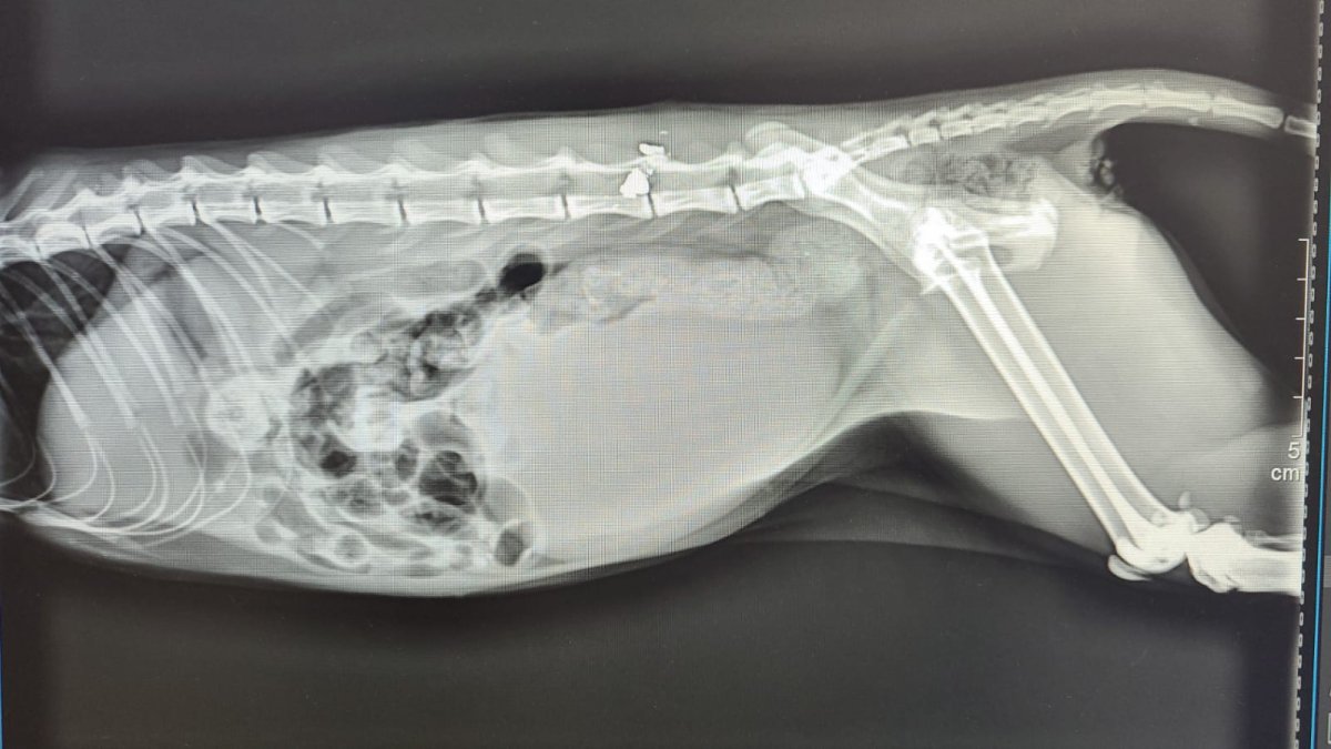 Radiografía del animal.