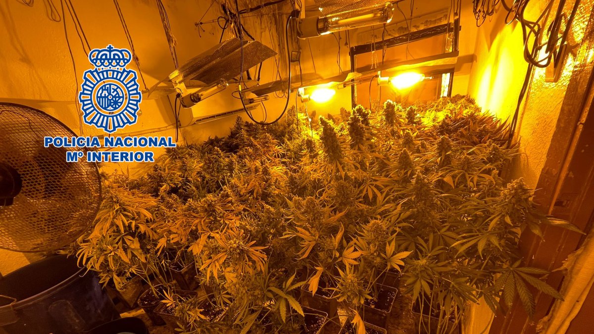 Plantas de marihuana encontrada por la Policía.