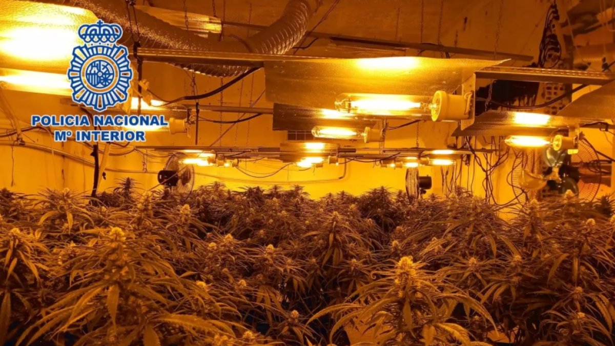 Plantación interior de marihuana.