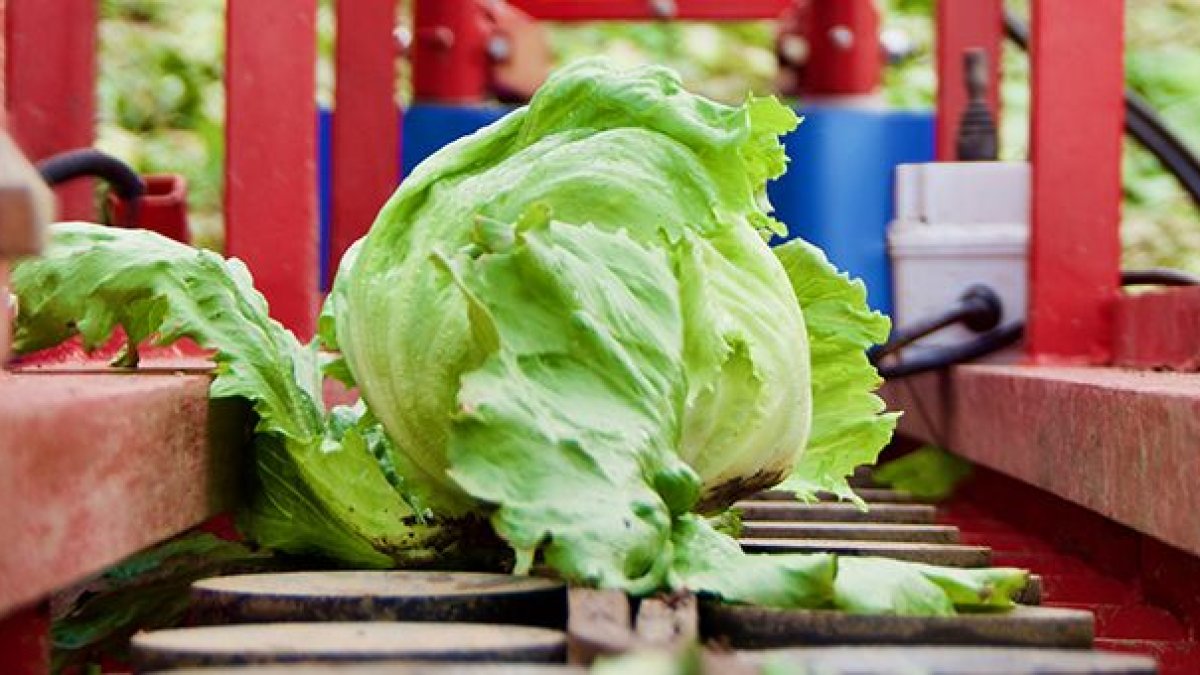 Robot recolector / Agritech Tomorrow