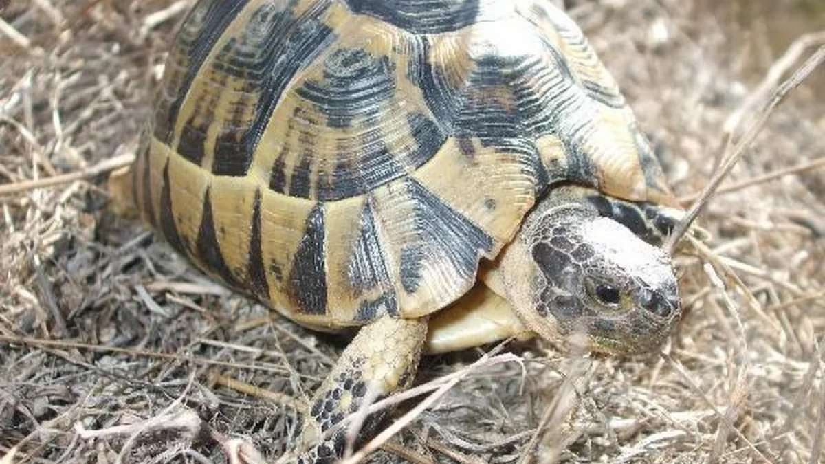 Ejemplar de tortuga mora.