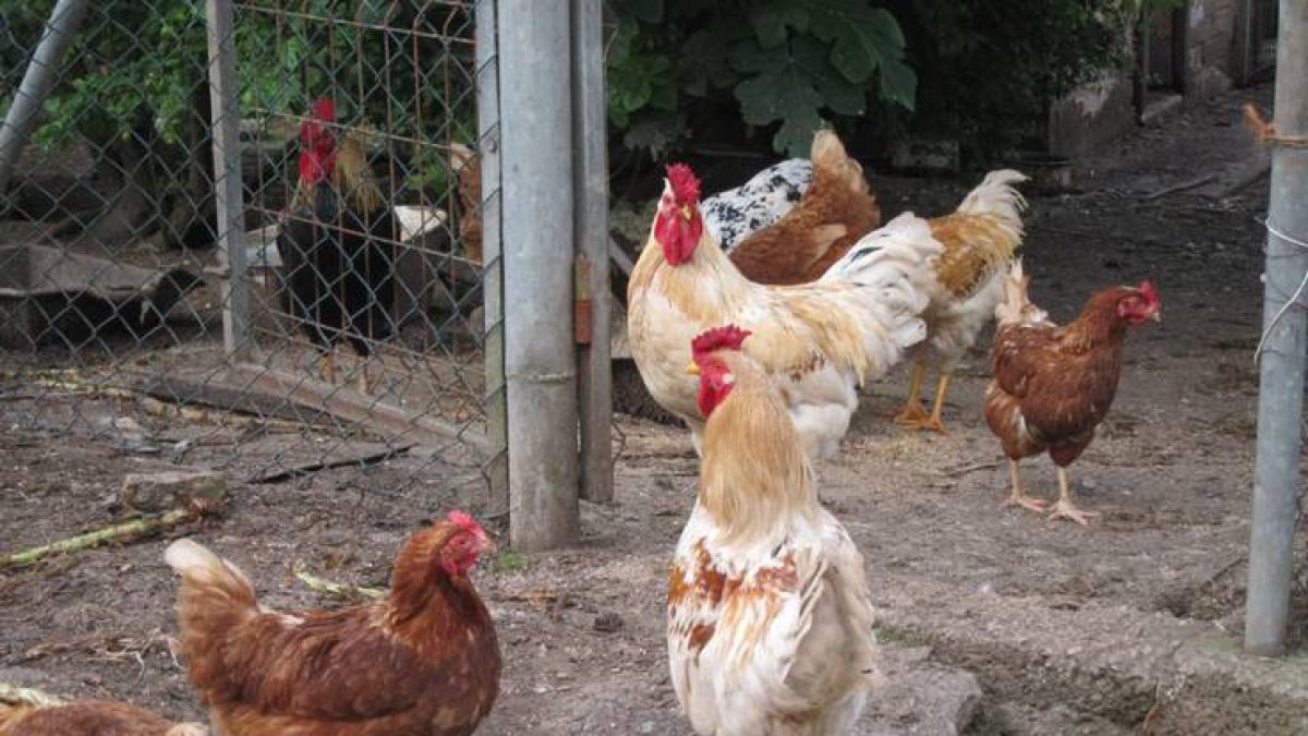 La vigilancia y la prevención son las herramientas para evitar la extensión del virus