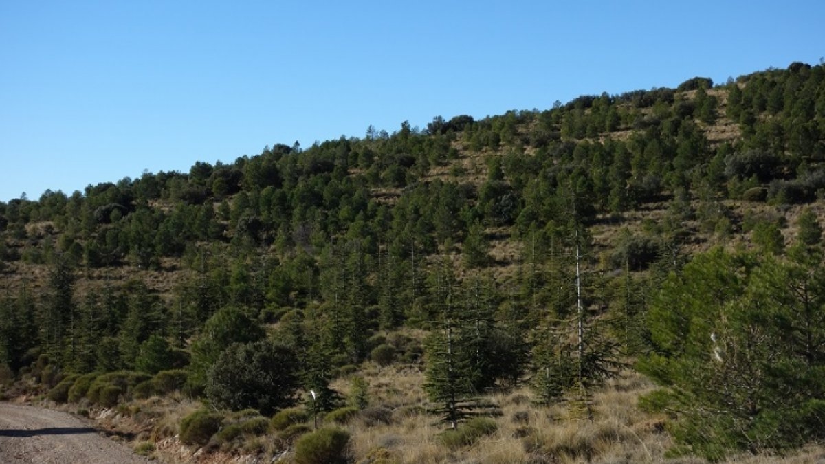 Plantación de cedros del atlas en la Sierra de Gádor, Almería. / Fundación Descubre