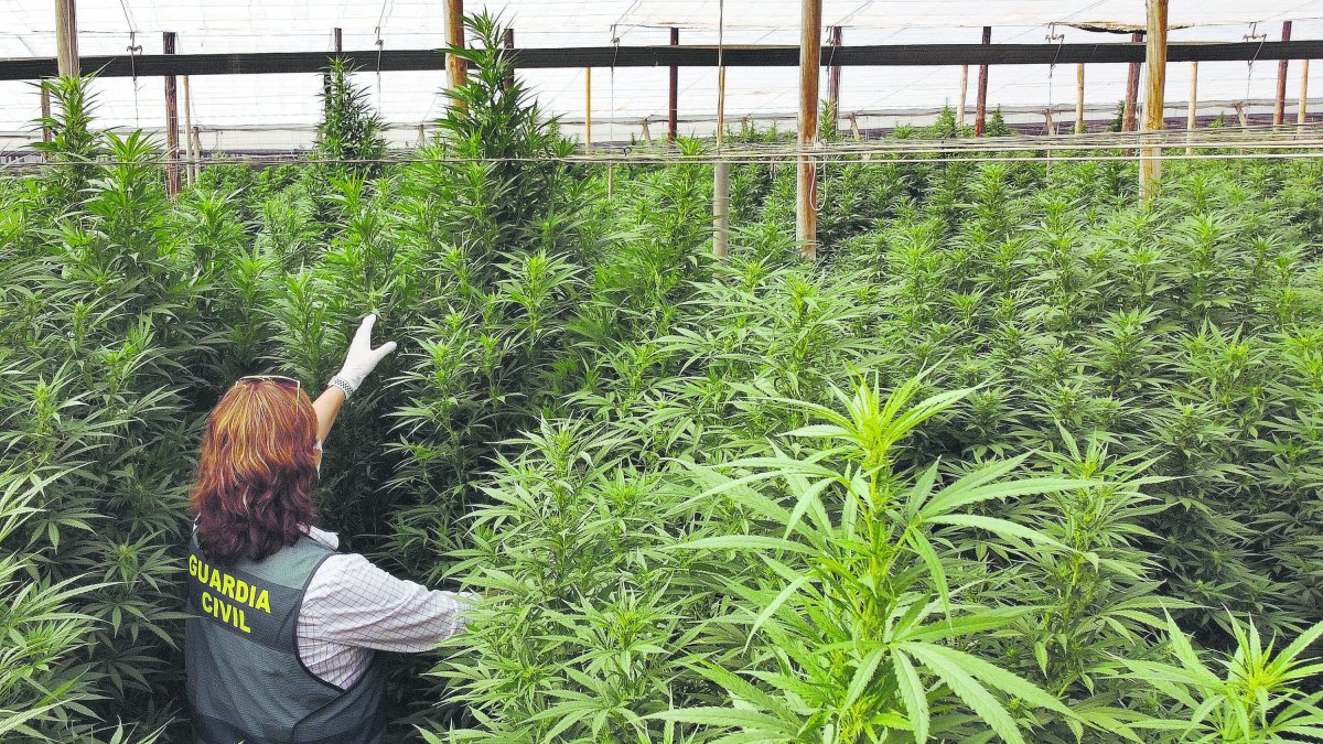Registro de la Guardia Civil en una cultivo de marihuana durante la Operación Ébano.