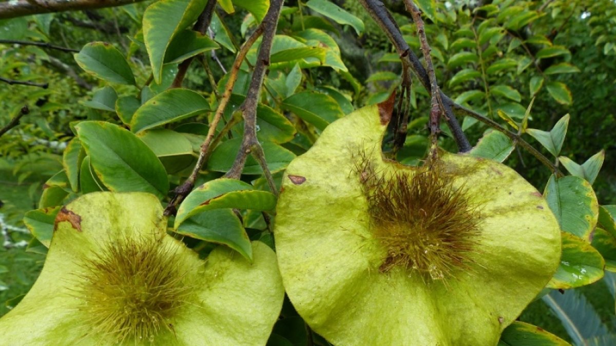 Imagen de la especie Pterocarpus erinaceus (Gwilym P. Lewis, RBG Kew) / Fundación Descubre